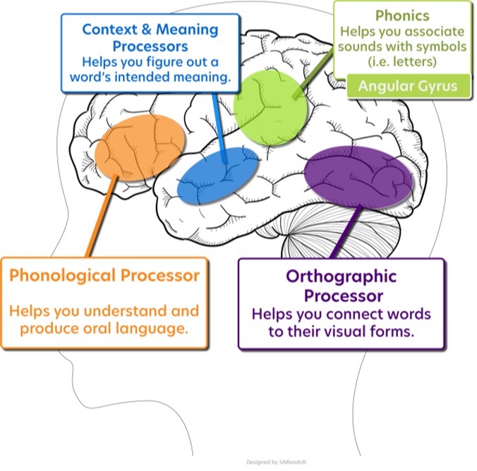 What is the science of reading 